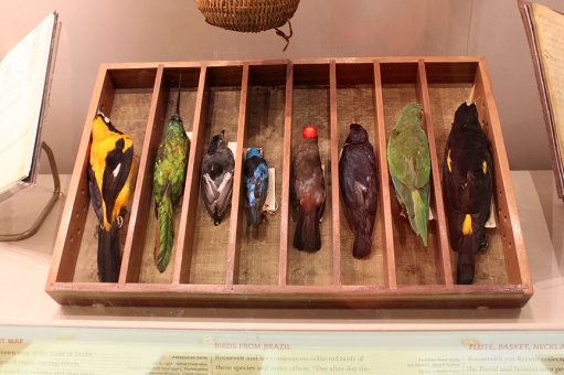 birds from brazil